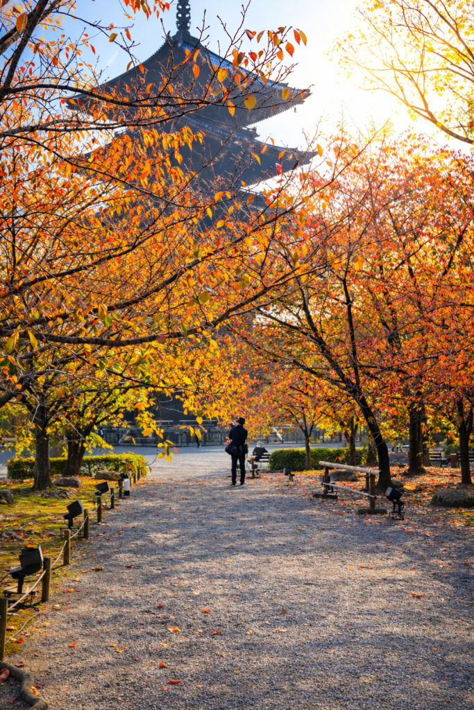 朝日に照らされた紅葉の並木道と寺院の塔、京都の秋の参道風景